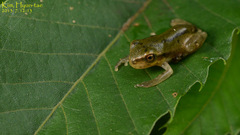 Hyla flaviventris