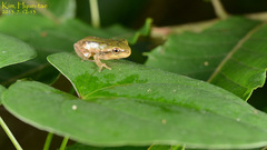 Hyla flaviventris