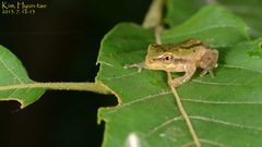 Hyla flaviventris