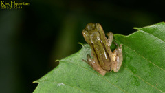 Hyla flaviventris