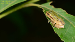 Hyla flaviventris