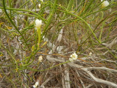 Comesperma volubile