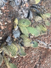 Opuntia aurea