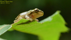 Hyla flaviventris