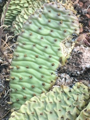 Opuntia aurea