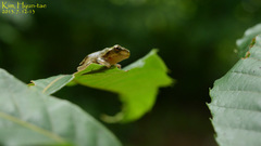 Hyla flaviventris