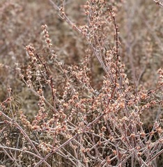 Eriogonum gracile gracile