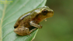 Hyla flaviventris