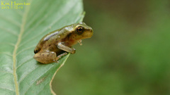 Hyla flaviventris