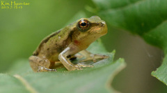 Hyla flaviventris