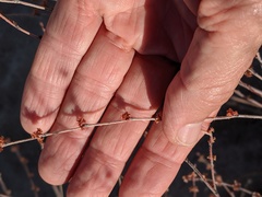 Eriogonum gracile gracile
