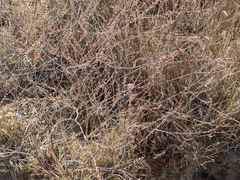 Eriogonum gracile gracile