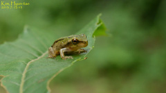 Hyla flaviventris