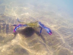 Callinectes bellicosus