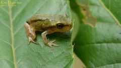 Hyla flaviventris