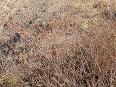 Eriogonum gracile gracile