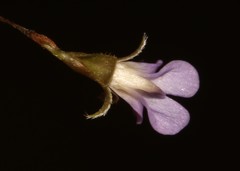 Psoralea cataracta