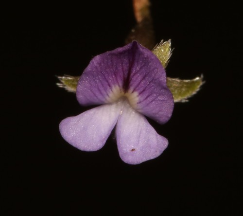 Image of Psoralea cataracta by (c) Brian du Preez, some rights reserved (CC BY-SA)