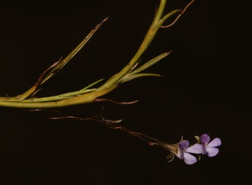 Image of Psoralea cataracta by (c) Brian du Preez, some rights reserved (CC BY-SA)