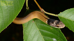 Chinese Many-Tooth Snake photo 2