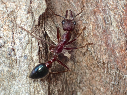 Inchman Ant