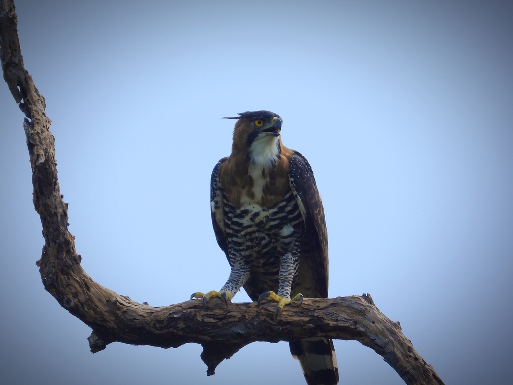 Spizaetus ornatus vicarius