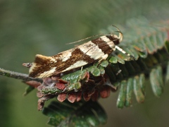 Macrobathra desmotoma