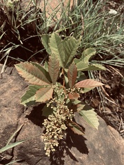 Searsia rogersii