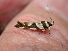 Macrobathra desmotoma