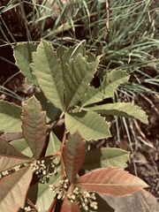Searsia rogersii