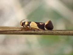 Macrobathra chrysotoxa