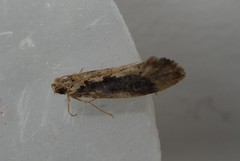 Erechthias capnitis