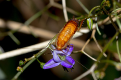 Drymaplaneta communis