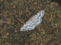 Percnia suffusa