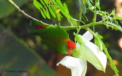 Loriculus beryllinus