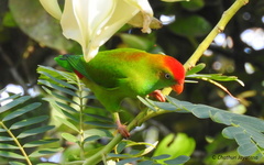 Loriculus beryllinus