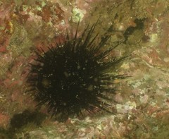 Heliocidaris crassispina
