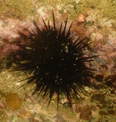 Heliocidaris crassispina