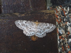 Percnia suffusa
