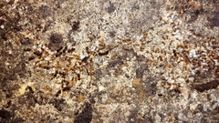 Pheidole navigans