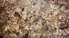 Pheidole navigans