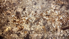 Pheidole navigans