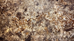 Pheidole navigans