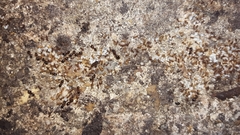 Pheidole navigans