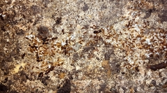 Pheidole navigans