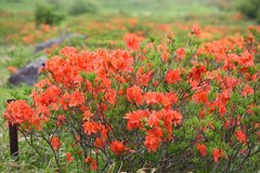 Rhododendron molle japonicum