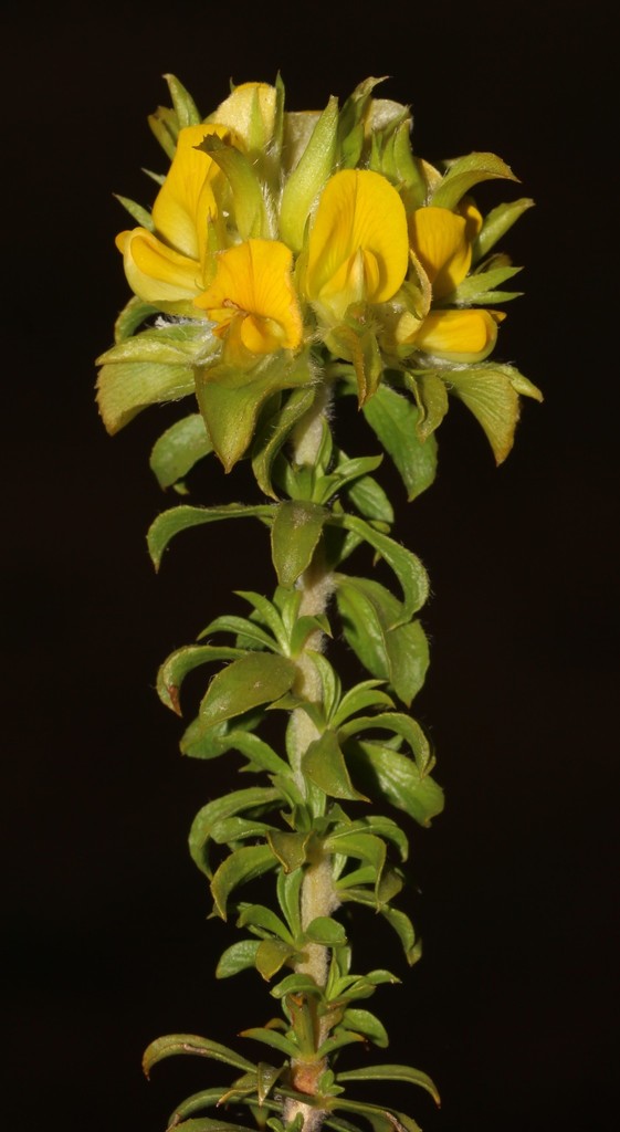Artichoke Capegorse