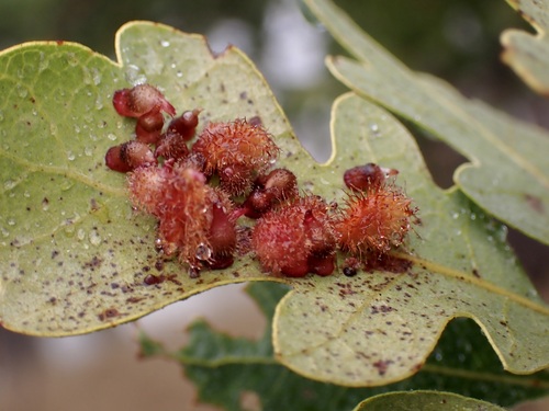 iNaturalist observation photo of Crystalline Gall Wasp
