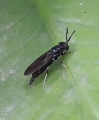 Hermetia illucens