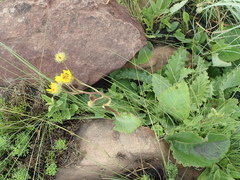Berkheya speciosa
